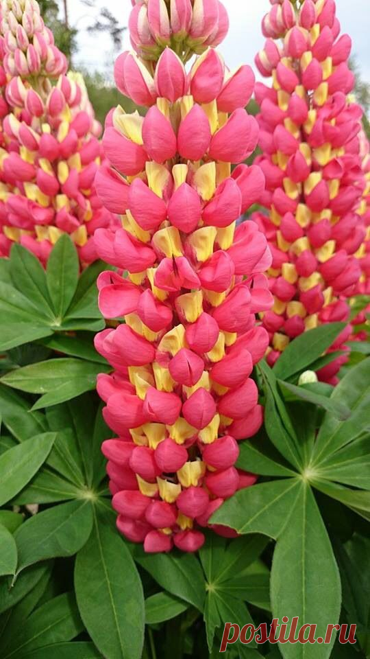 Lupine