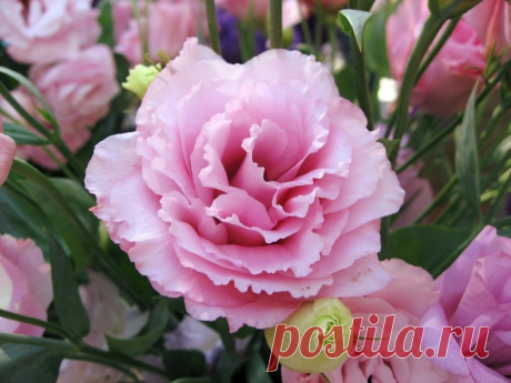 КАК ВЫРАСТИТЬ ЭУСТОМУ ИЗ СЕМЯН ДОМА: