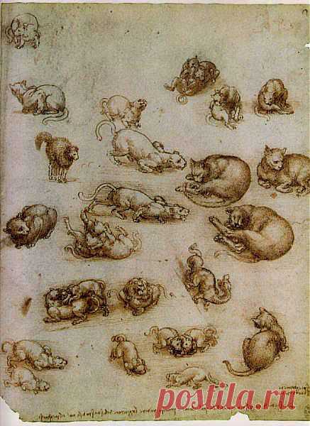 Study of Cat Movements and Position - • Vinci, Leonardo Da