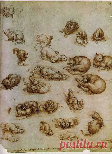 Study of Cat Movements and Position - • Vinci, Leonardo Da