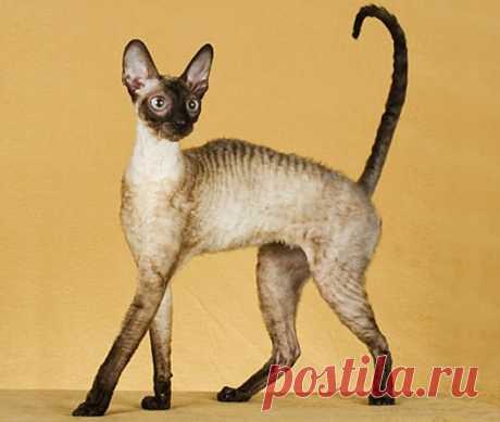 Самые удивительные породы кошек: Корниш рекс