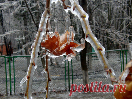 Из альбома &quot;Хрустальный лес&quot;