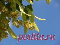 Сегодня 04 июля в народном календаре Ульянов день