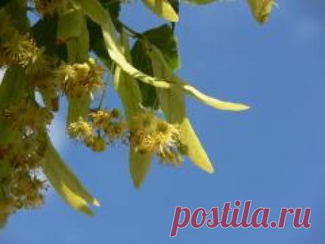 Сегодня 04 июля в народном календаре Ульянов день