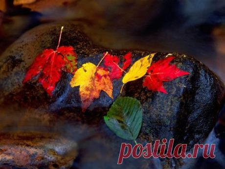 Осенняя листва, озеро Макдональд, штат Монтана