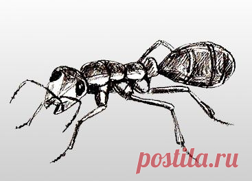 Как нарисовать муравья