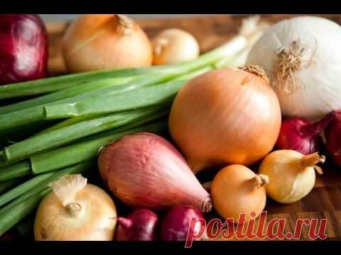 Все о луке. Луковые секреты.