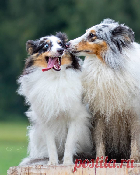 Kasia🌷 Take a Paw Photography в Instagram: «When your dog is so crazy... 😂 My crazy Kiara and her friend Mambo ☺️ #Kiara #sheltie #shetland #sheepdog #shetlandsheepdog #szelciak…» 58 вподобань, 5 коментарів – Kasia🌷 Take a Paw Photography (@takeapawphotography) в Instagram: «When your dog is so crazy... 😂 My crazy Kiara and her friend Mambo ☺️ #Kiara #sheltie #shetland…»