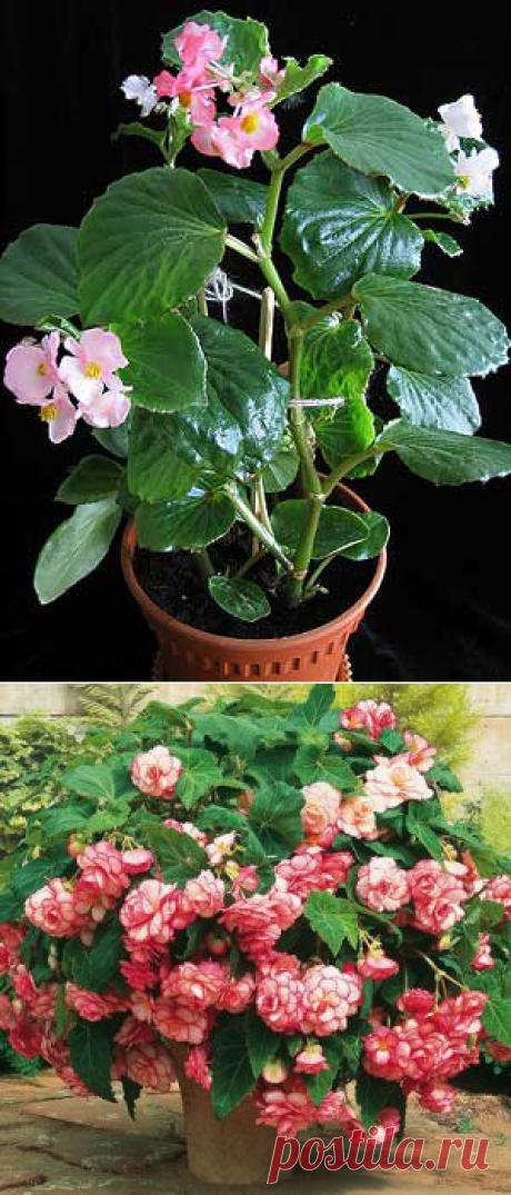 Бегонии. Уход за растениями - Бегония - Комнатные цветы и  растения - Каталог статей - Цветы и растения