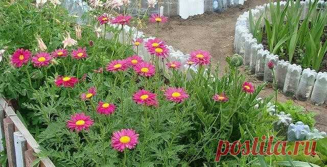 Кавказская ромашка убивает муравьев, мух, тараканов, блох, вшей, тлю, комаров, москитов, пауков и иксодовых клещей. Ее можно использовать как репеллент, «окуривая» помещения. Высаживайте пиретрум рядом с капустой, и вы забудете о гусеницах и тле. Растущий рядом с яблонями и другими плодовыми деревьями пиретрум надежно защитит ваш сад от плодожорки, тли и других вредителей. Если посадить ромашку-пиретрум рядом с флоксами, последние не будут поражаться нематодой. Еще одна хо...