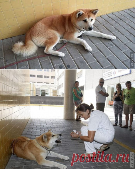 Собака 6 дней ждала хозяйку у дверей больницы