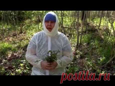 Папоротник. Орляк.