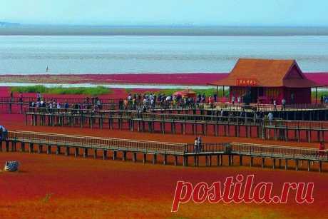 Красный пляж Паньцзинь (Panjin Red Beach), Китай

Каждый год осенью, пляж, расположенный в заповеднике Шуантай-Хэкоу (Shuangtai Hekou Nature Reserve) на реке Ляохэ (Liaohe), что близ городов Паньцзинь (Panjin) и Инкоу (Yingkou), провинции Ляонин (Liaoning), Китай, окрашивается в красный цвет, чем привлекает к себе не только китайских жителей, но и туристов со всего мира.