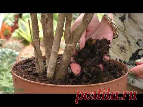 Кротон (кодиеум) - виды и уход в домашних условиях.