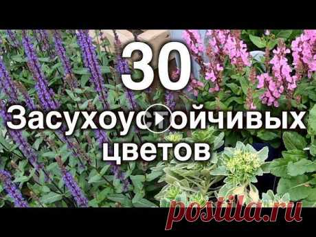 Засухоустойчивые цветы. 30 неприхотливых многолетников для сада. Самые устойчивые растения к засухе. 30 многолетних растений, которые обладают естественной устойчивостью к длительным периодам засухи. Знания и персон...