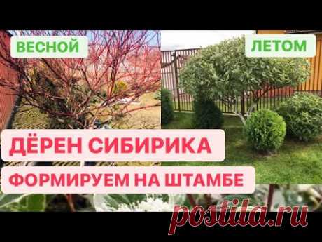 КАК СДЕЛАТЬ ШТАМБ ? ДЁРЕН СИБИРИКА ВАРИЕГАТА