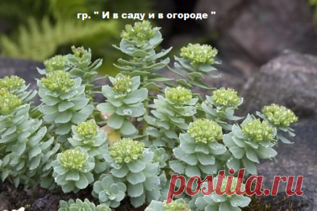 (85) Одноклассники