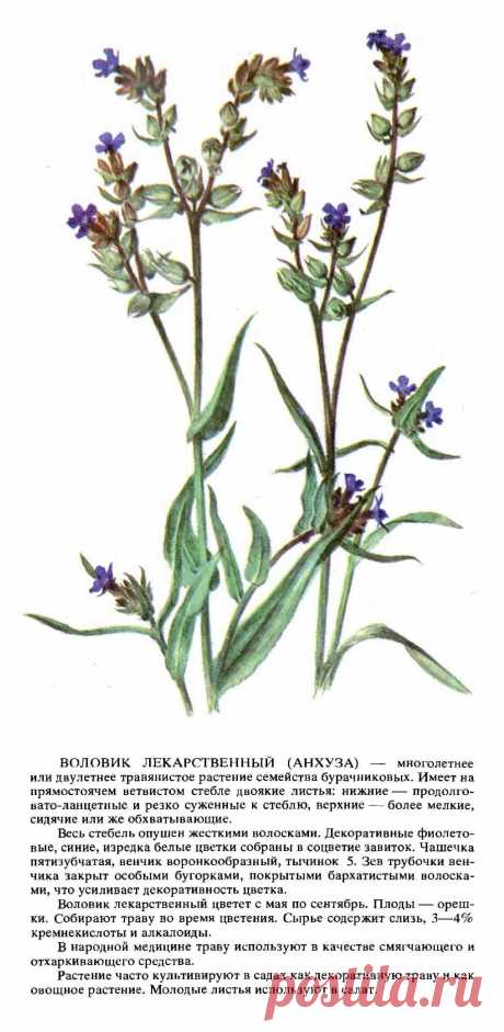 Воловик лекарственный (анхуза)