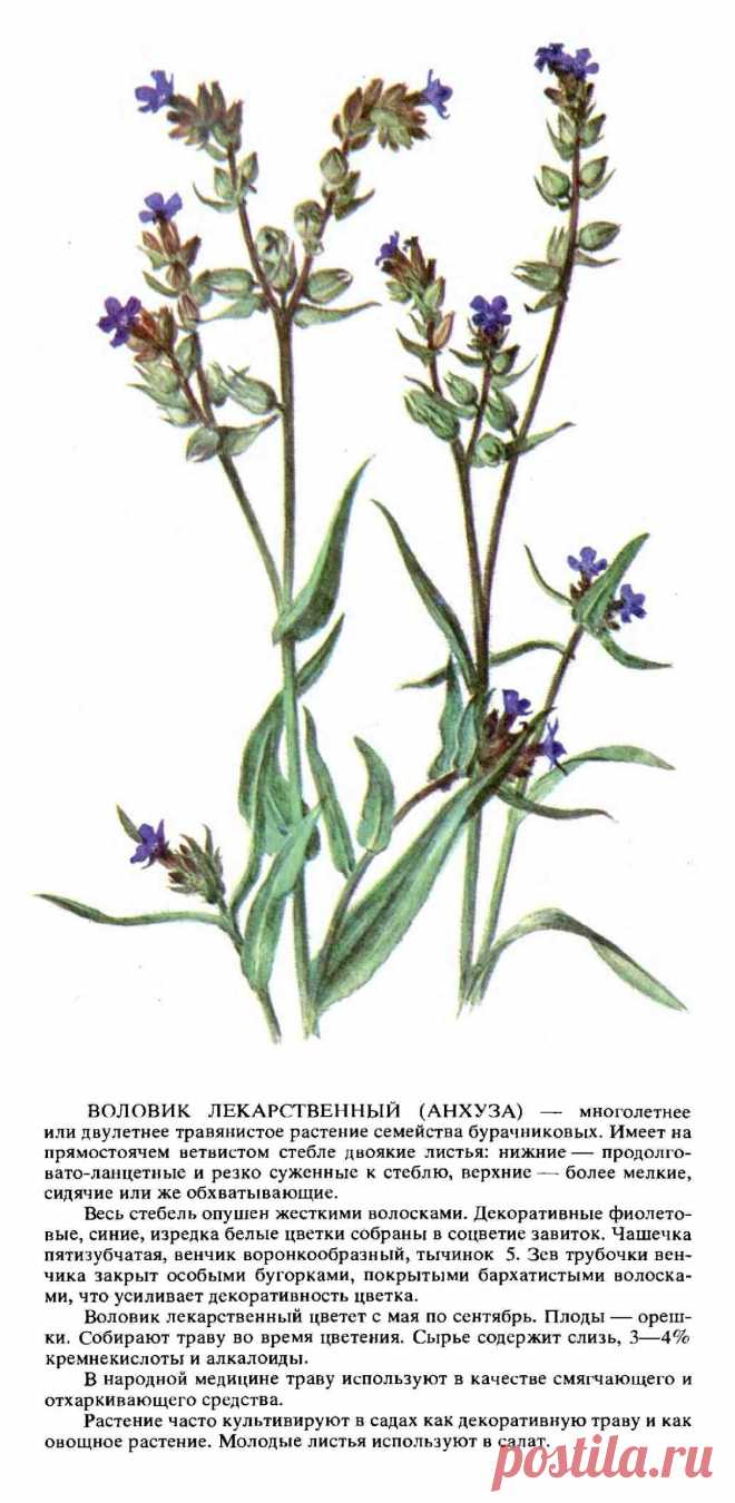 Воловик лекарственный (анхуза)