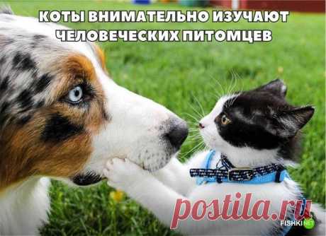 20 фотографий, доказывающих, что кошки медленно превращаются в людей