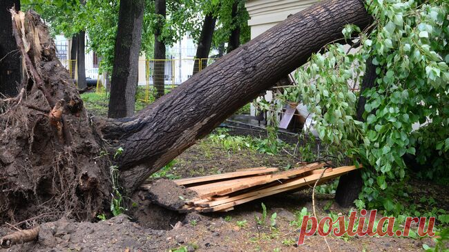 В Москве в воскресенье ветер повалил 62 дерева