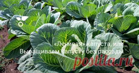 «Ленивая» капуста, или Выращиваем капусту без рассады Огородники со стажем знают, что капусту на рассаду лучше сеять в парники или теплицы. А некоторые даже выращивают капусту без рассады - прямым посевом семян в грунт. О безрассадной капусте и поговорим в статье.