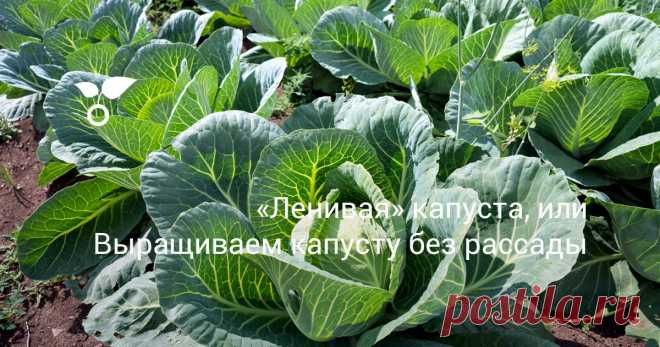 «Ленивая» капуста, или Выращиваем капусту без рассады Огородники со стажем знают, что капусту на рассаду лучше сеять в парники или теплицы. А некоторые даже выращивают капусту без рассады - прямым посевом семян в грунт. О безрассадной капусте и поговорим в статье.