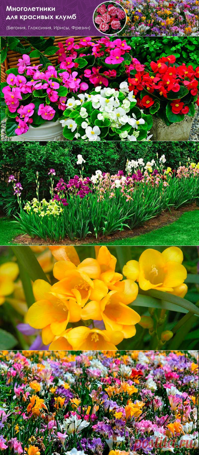 Красивые клумбы из луковичных цветов
Очаровательные многолетники для красивых клумб