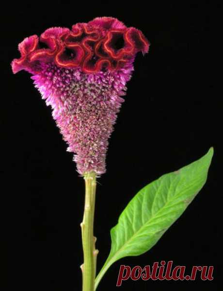 ЦВЕТОК ***ЦЕЛОЗИЯ*** Для Вас, дорогие!!!