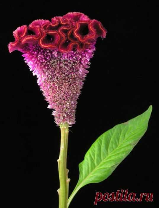 ЦВЕТОК ***ЦЕЛОЗИЯ*** Для Вас, дорогие!!!