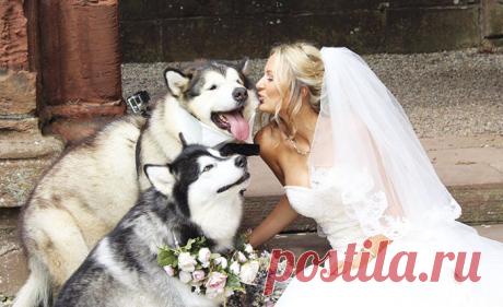 Пара сделала двух маламутов свидетелями на свадьбе, и они справились лучше всех Собаки — полноценные члены семьи, и они должны участвовать во всех семейных сборищах. Пара влюбленных, которая живет с двумя маламутами и кошкой, в свой