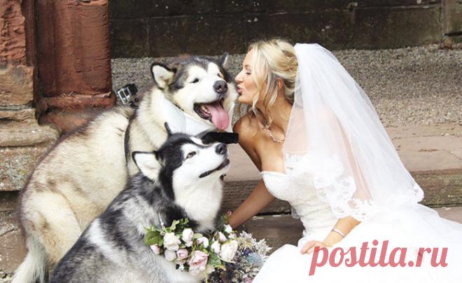 Пара сделала двух маламутов свидетелями на свадьбе, и они справились лучше всех Собаки — полноценные члены семьи, и они должны участвовать во всех семейных сборищах. Пара влюбленных, которая живет с двумя маламутами и кошкой, в свой