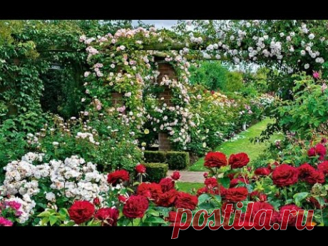 Чем болеют розы и как их лечить?