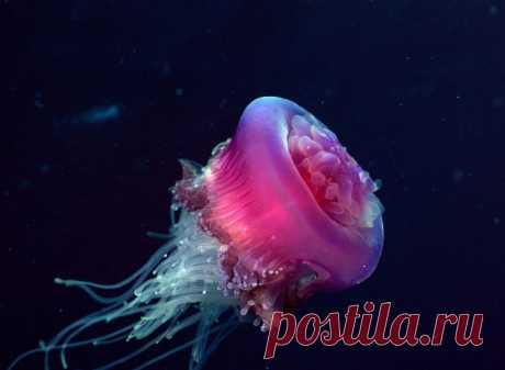 30 фото медуз — самых невероятных морских обитателей
