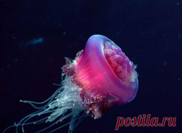 30 фото медуз — самых невероятных морских обитателей