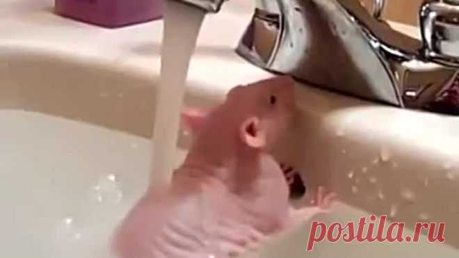 Чистюлька