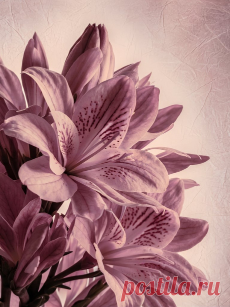 Лилии прекрасно подходят для оформления клумб.

🌸 🌸 🌸
Базовый курс ландшафтного дизайна