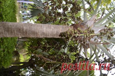 _DSC1060.JPG (Изображение JPEG, 3072 × 4608 пикселов) - Масштабированное (12%)