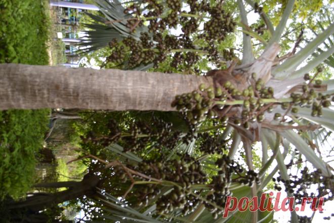 _DSC1060.JPG (Изображение JPEG, 3072 × 4608 пикселов) - Масштабированное (12%)