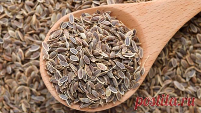 Зеленая аптека: укропное масло и его польза.