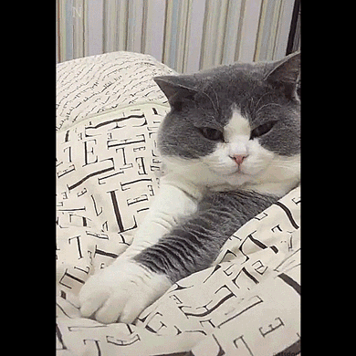 Не трогай мои лапы ~.