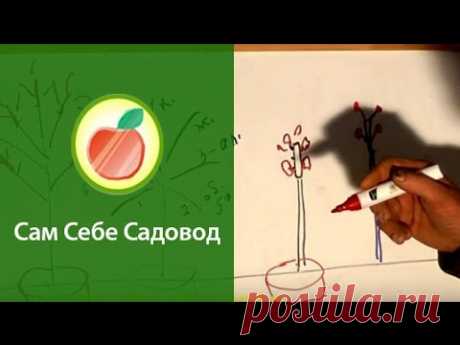Прививка деревьев — больше идей « Видео-блог Садовода