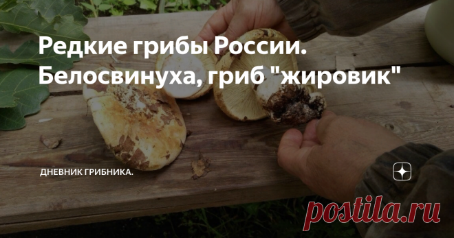 Редкие грибы России. Белосвинуха, гриб 