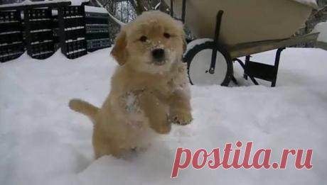 замечательные фото !!! https://ru.pinterest.com/albertomateo/%E3%83%84-your-favourite-pet-pins/