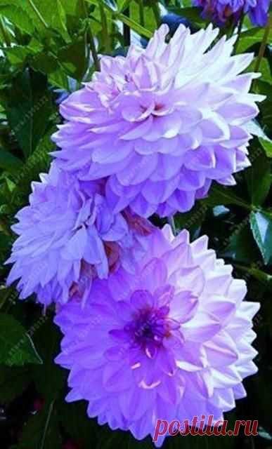 (41) Pinterest