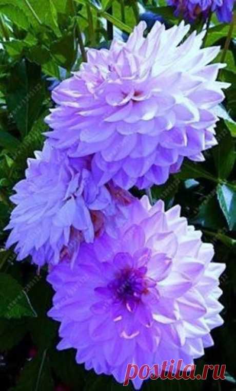 (41) Pinterest