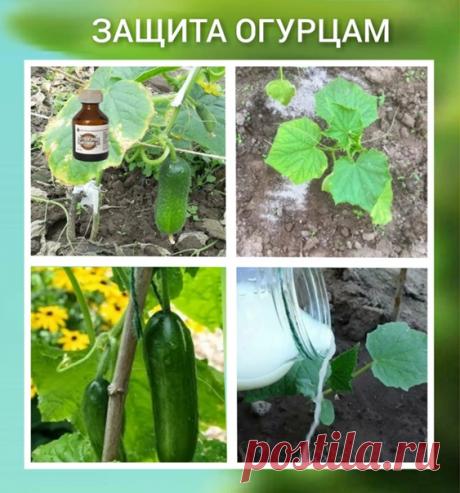 Спасаю свои огурцы только так.
После того, как ростки начинают всходить, где-то по пару штук листочков, я обрабатываю огурцы 30 каплями йода, литр молока и 15 г хоз мыла, предварительно все размешав в ведре воды. Прыскаю просто каждые 10 дней на молодые побеги, где-то начиная с середины июня, заканчивая серединой сентября. В таком случае у меня огурцы ничем не болеют и проносят хороший урожай.
Бабушка моя всегда мне рассказывала, как подкармливала огурцы способом с коровяк...