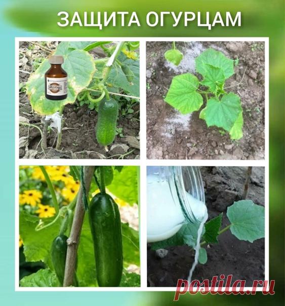 Спасаю свои огурцы только так.
После того, как ростки начинают всходить, где-то по пару штук листочков, я обрабатываю огурцы 30 каплями йода, литр молока и 15 г хоз мыла, предварительно все размешав в ведре воды. Прыскаю просто каждые 10 дней на молодые побеги, где-то начиная с середины июня, заканчивая серединой сентября. В таком случае у меня огурцы ничем не болеют и проносят хороший урожай.
Бабушка моя всегда мне рассказывала, как подкармливала огурцы способом с коровяк...