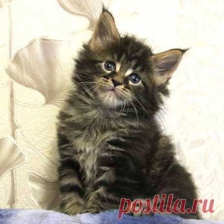 Кошечка мейн-кун, Flora Formula Uspekha*RUS