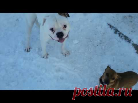 Домашний ВЛОГ/Сосновое варенье/Мой бульдог/Много мяса - YouTube